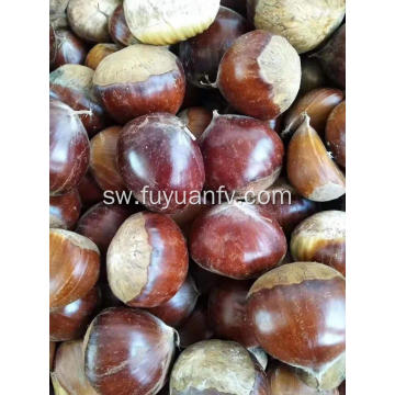 2019 chestnut mpya ya mazao na bei nzuri